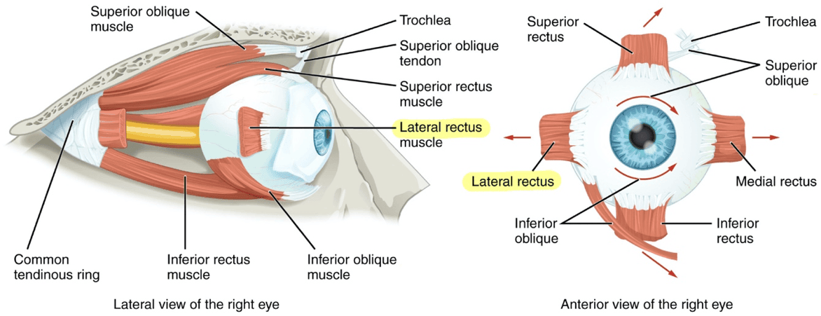 Abducens Nerve Muscles SimpleMed