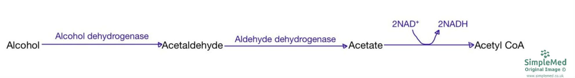 Alcohol Metabolism Diagram SimpleMed