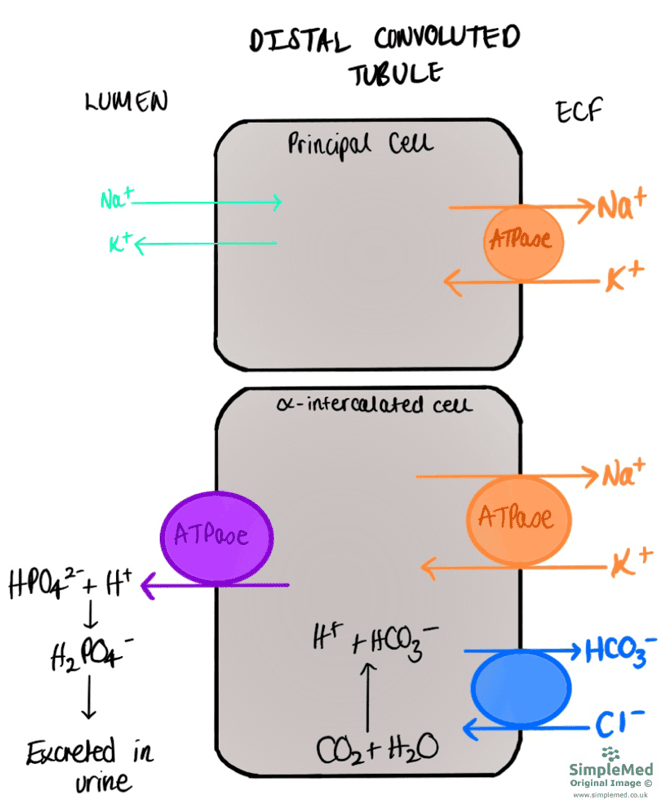 Alpha-intercalated and Principle Cells SimpleMed