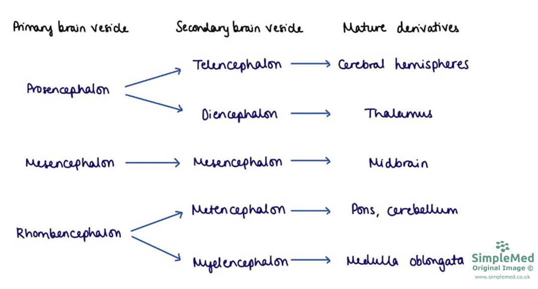 Anatomical Divisions of the Brain SimpleMed