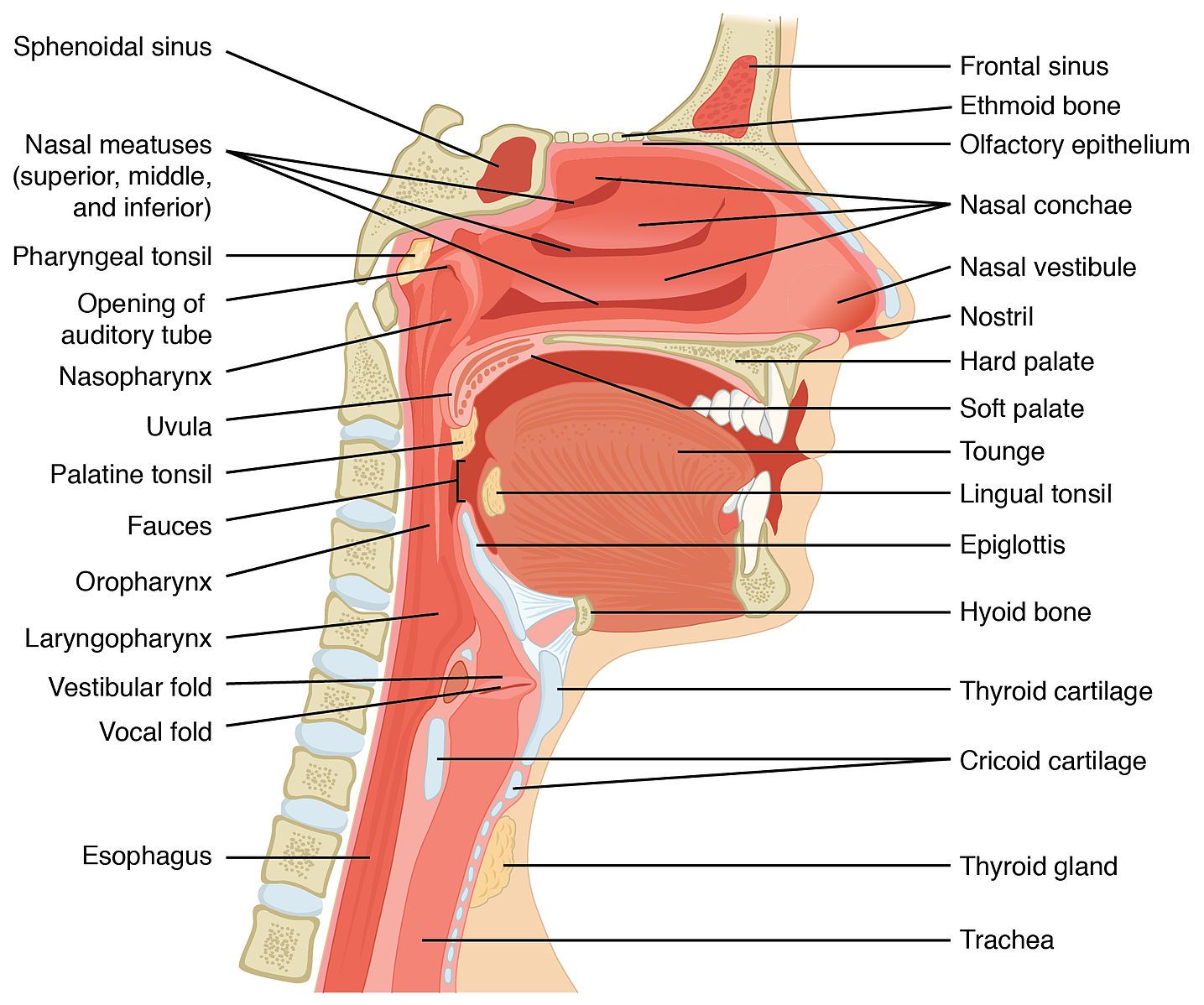 Anatomy of the Nose, Pharynx, Mouth and Larynx SimpleMed