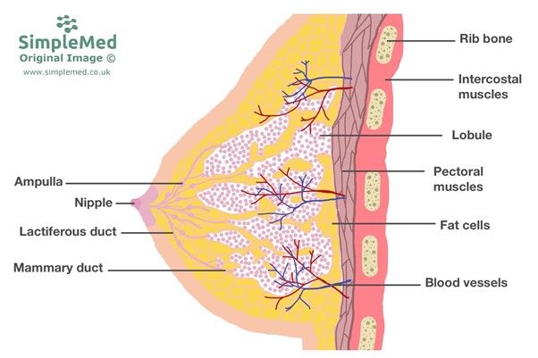 Anatomy of the Breast SimpleMed