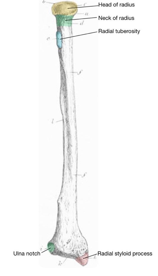 Anterior Radius Labelled Diagram SimpleMed