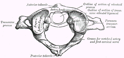 Atlas Vertebra SimpleMed