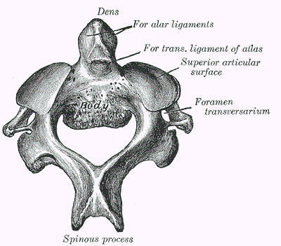 Axis Vertebra SimpleMed