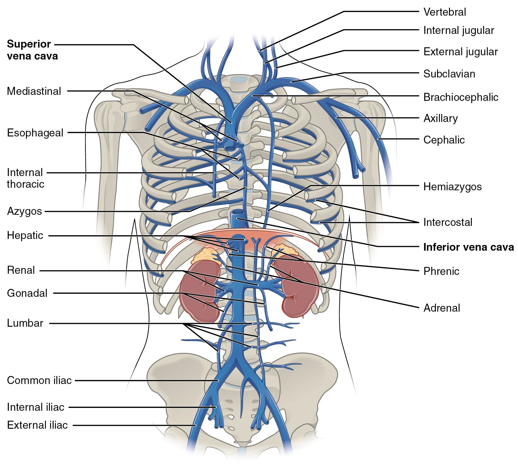 The Azygos and Hemiazygos Veins SimpleMed