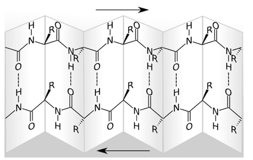 Beta-Pleated Sheet Structure SimpleMed