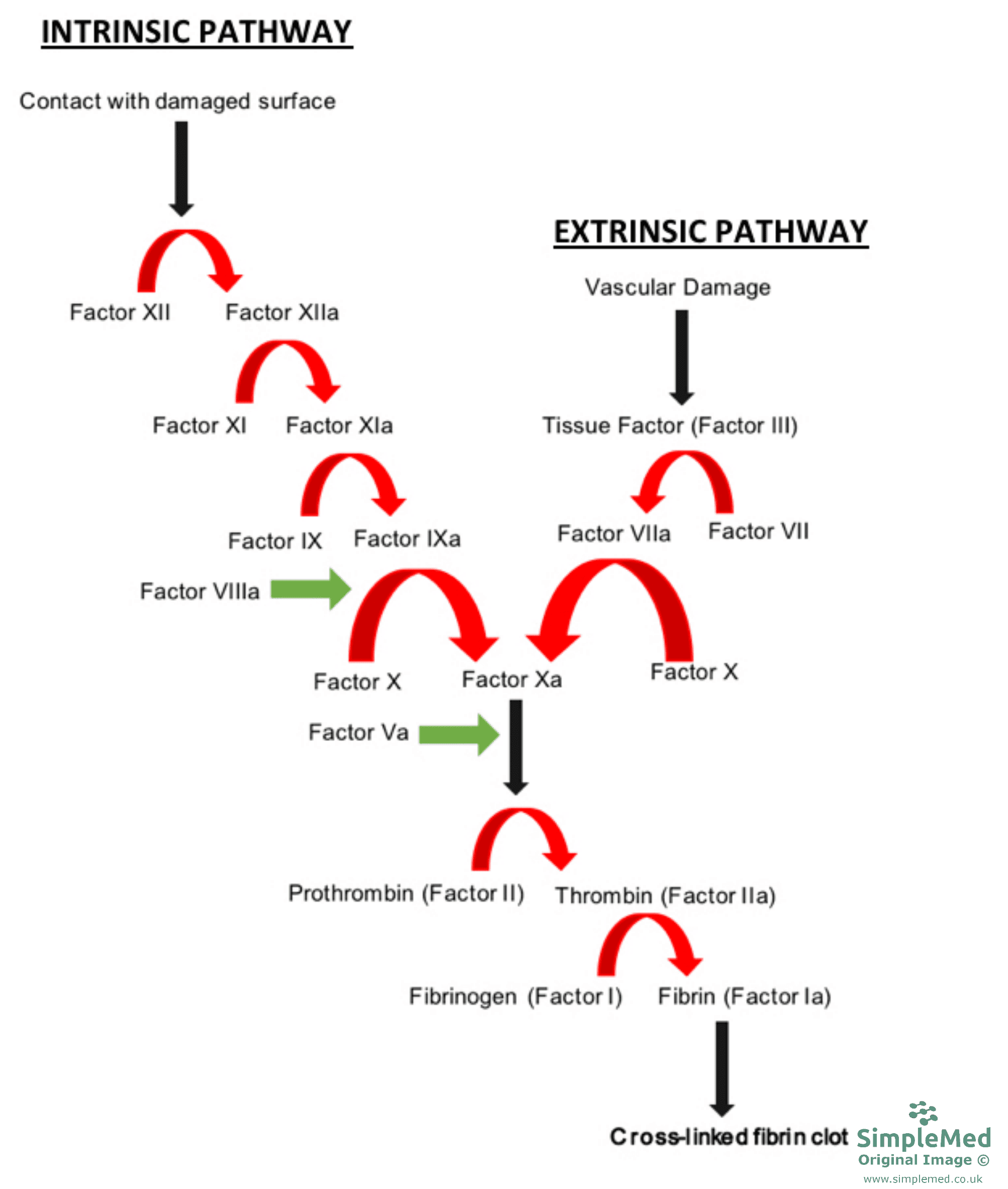 Blood Clotting Cascade SimpleMed