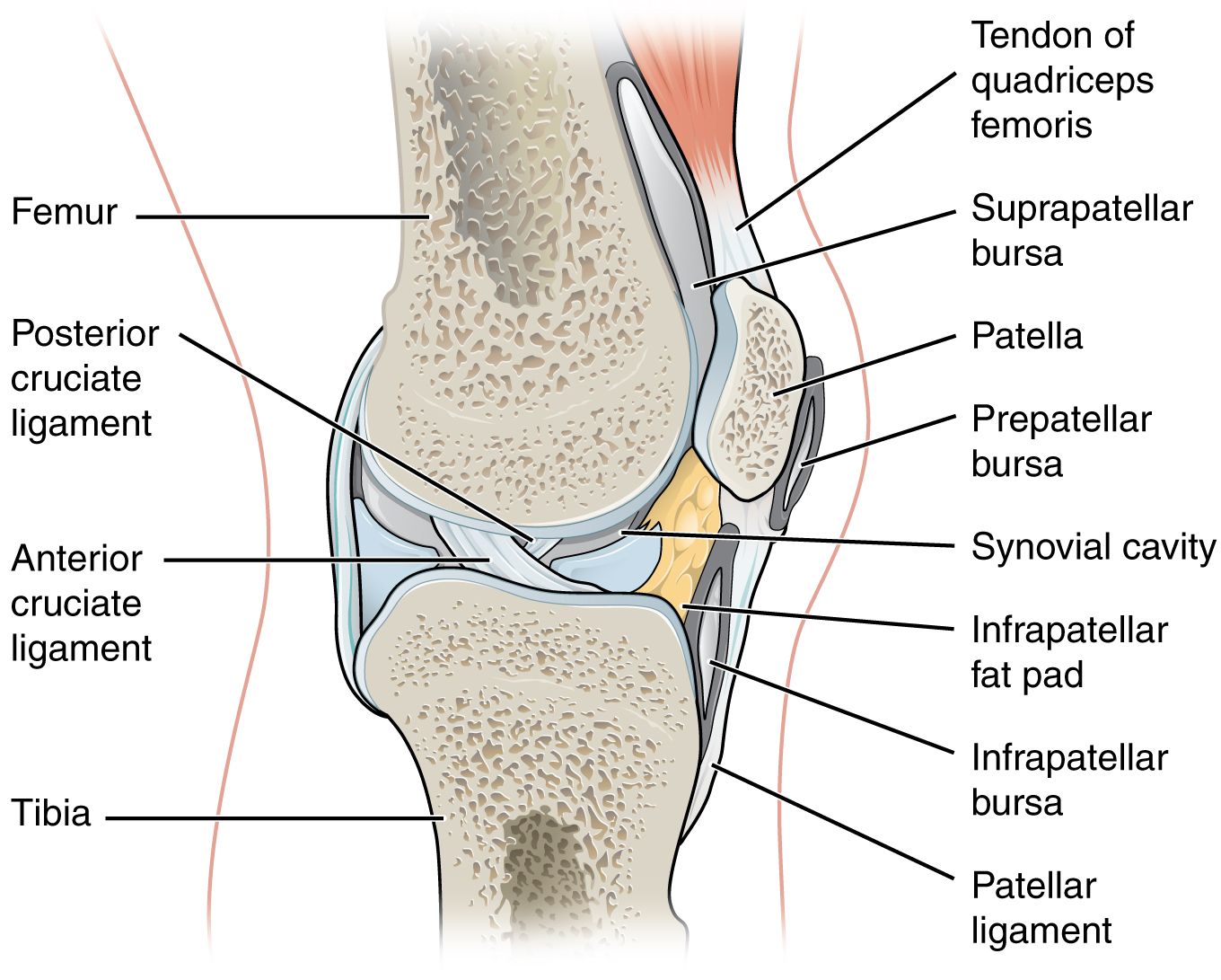 Bursa of the Knee SimpleMed