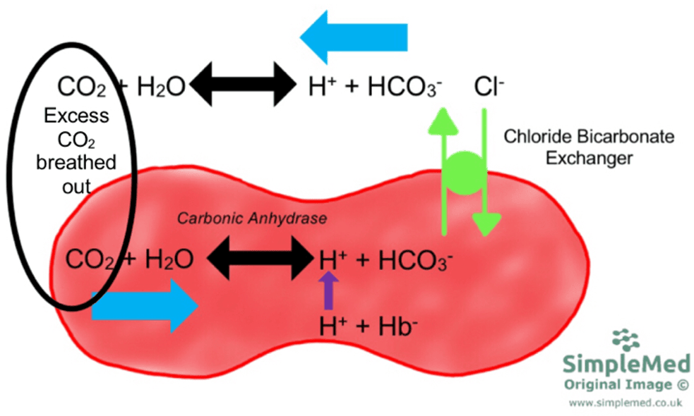 Carbon Dioxide Removal from the Body SimpleMed