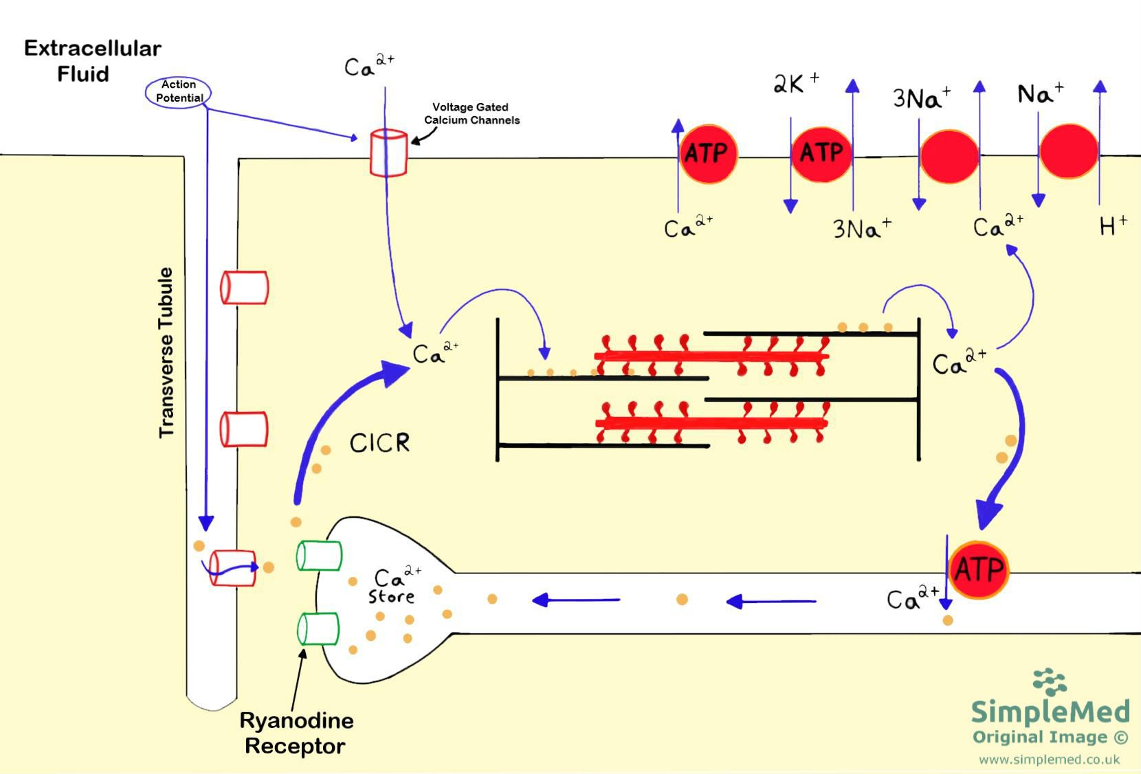 Cardiac Muscle Contraction SimpleMed