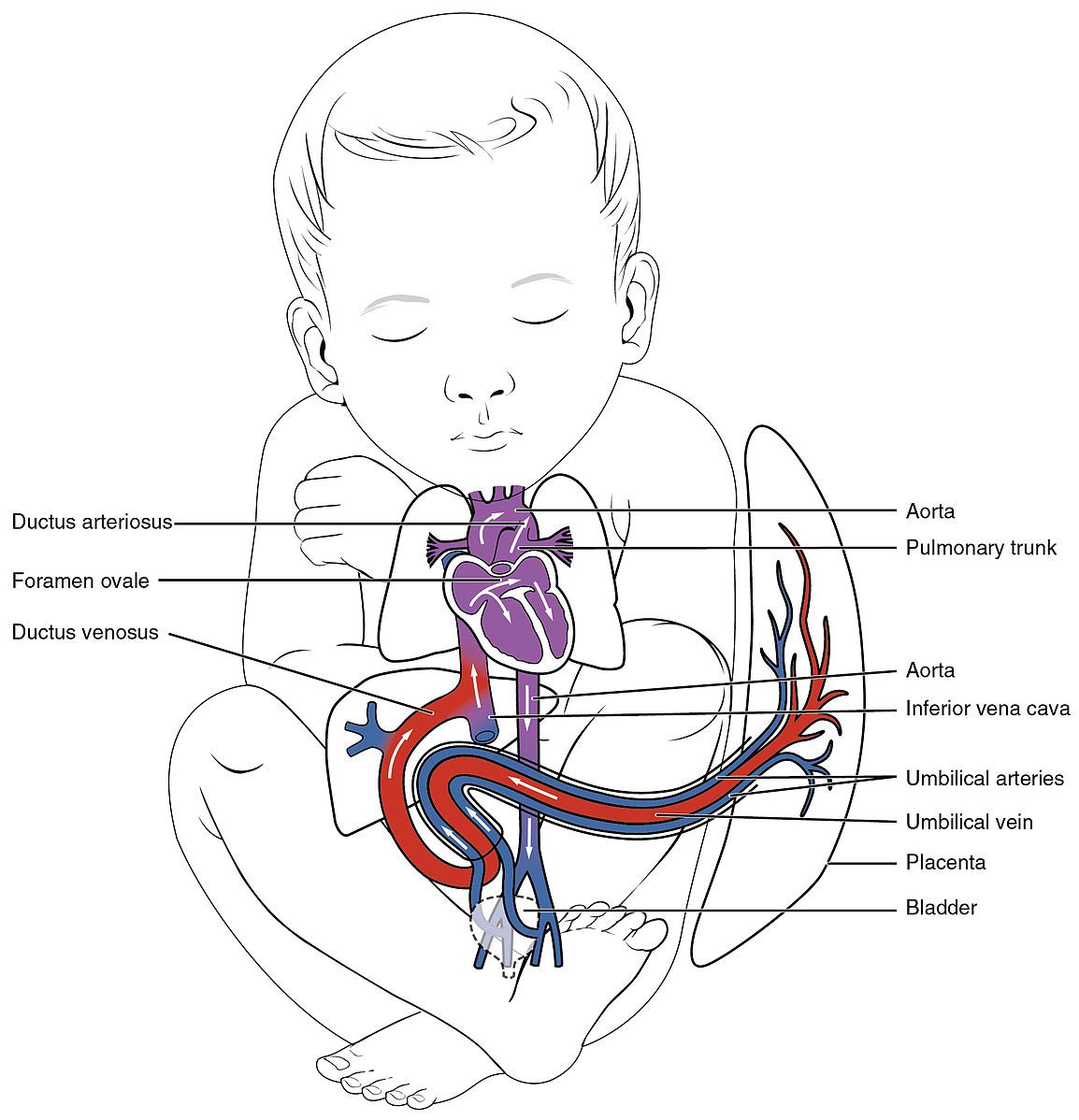 Foetal Circulation SimpleMed