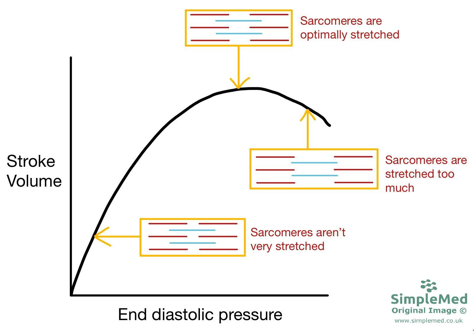 Frank Starling Curve showing Sarcomere length change SimpleMed