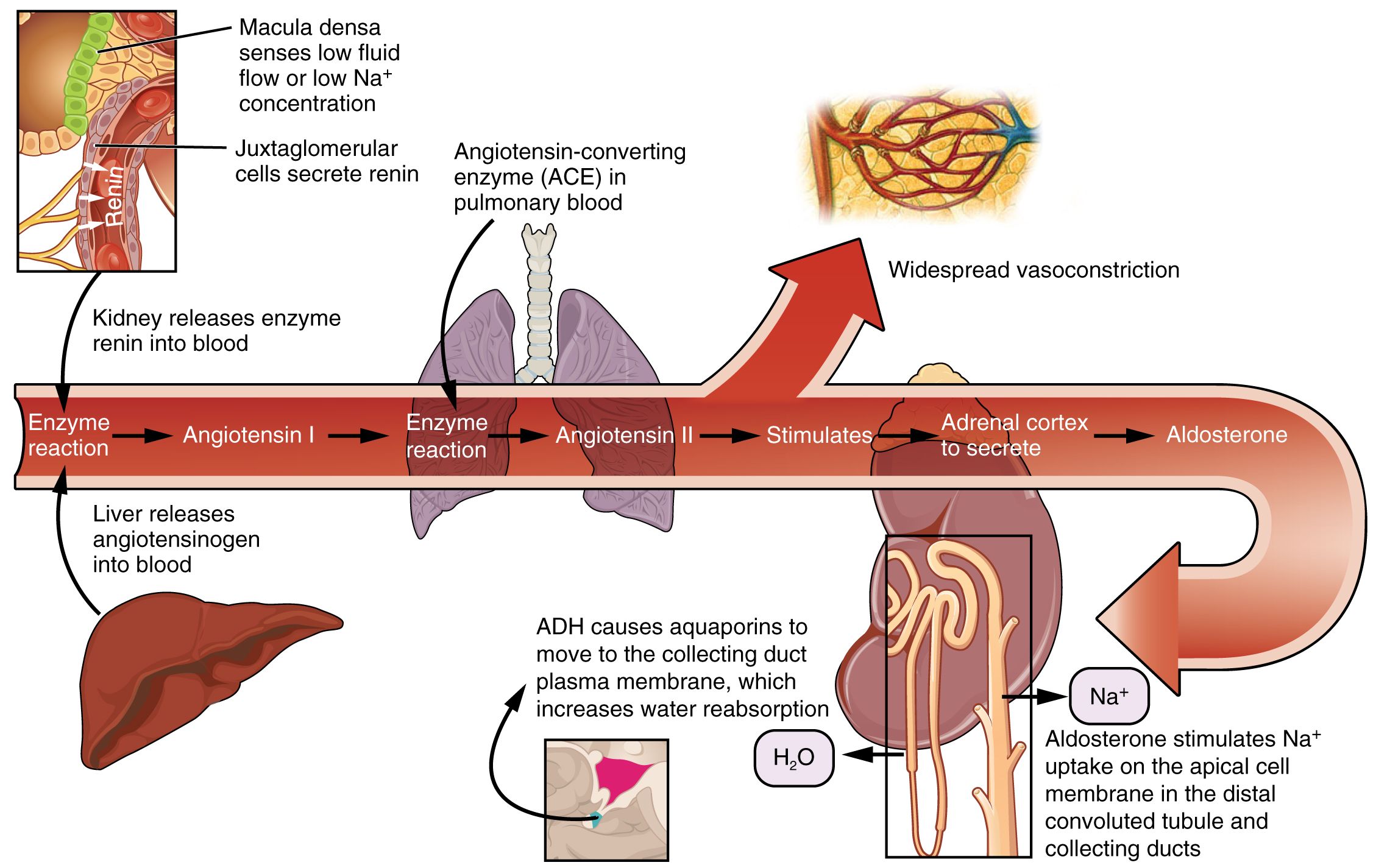 Renin Angiotensin Aldosterone System (RAAS) activation SimpleMed