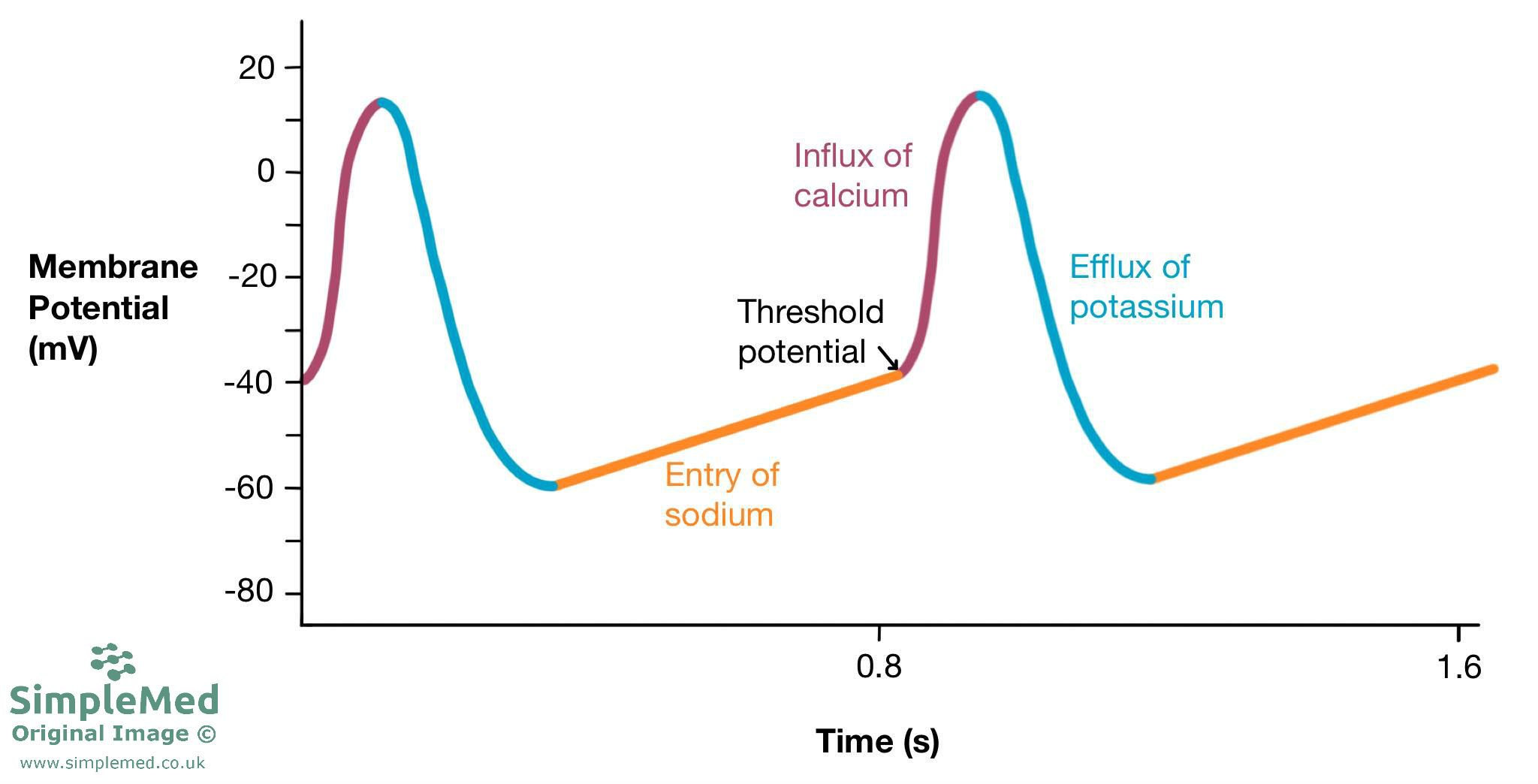 Sinoatrial node action potential SimpleMed