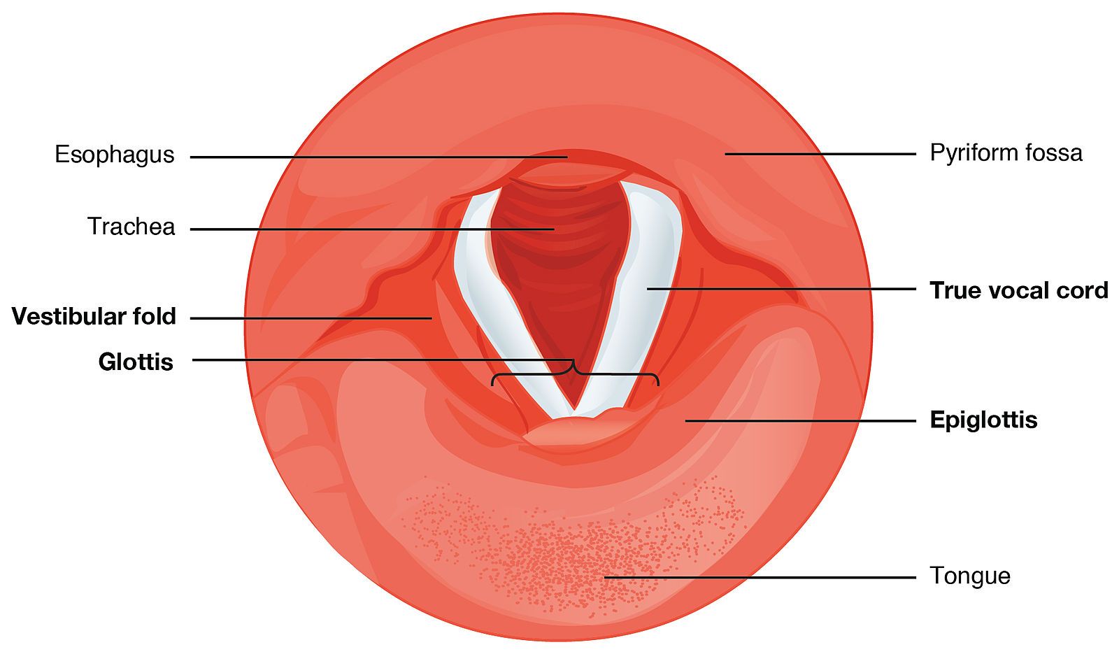 Cartilages of the Larynx SimpleMed