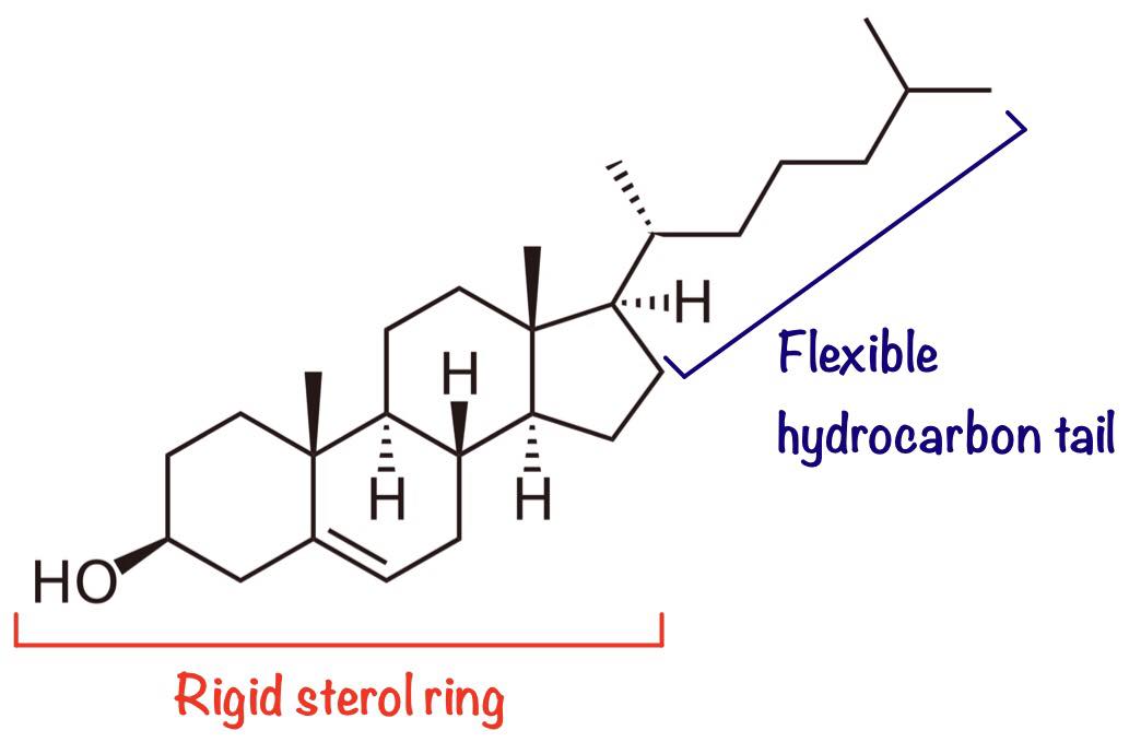 Cholesterol Structure SimpleMed