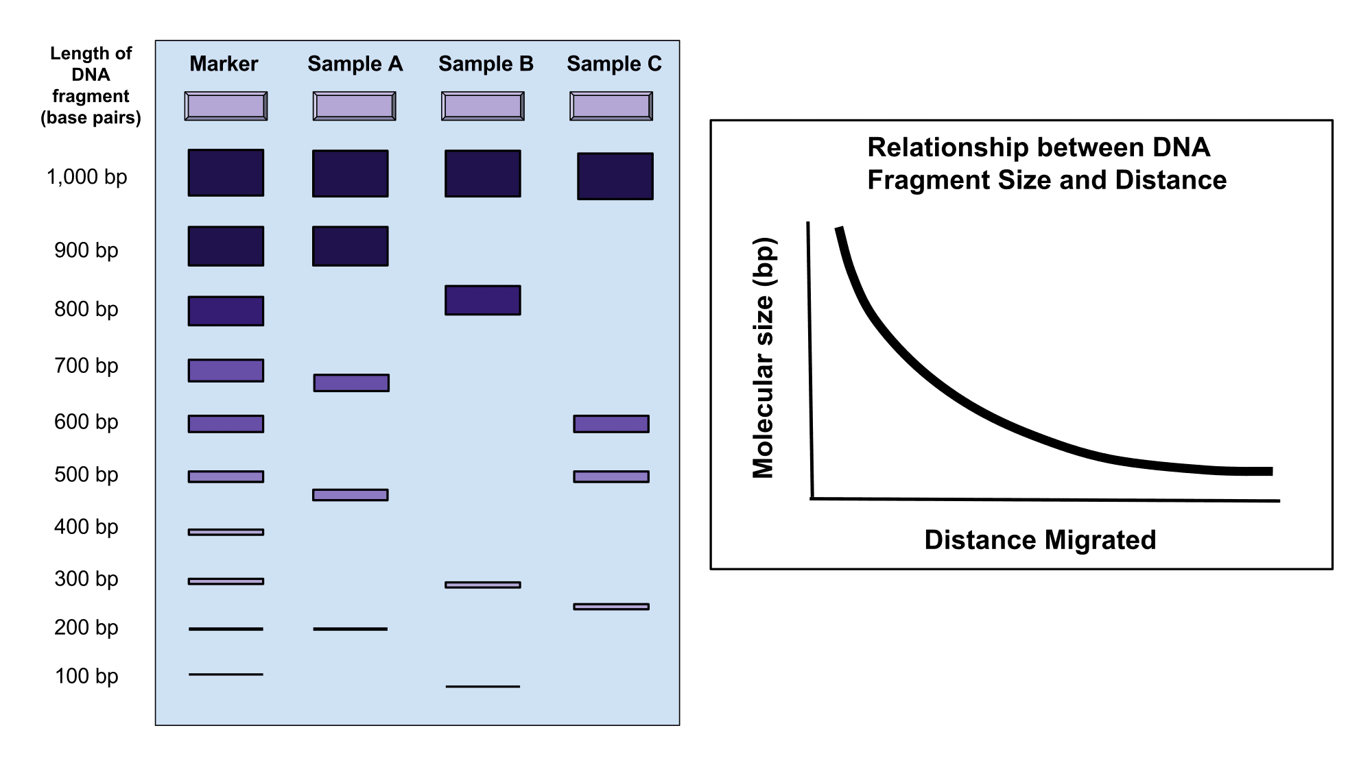 Gel Electrophoresis SimpleMed