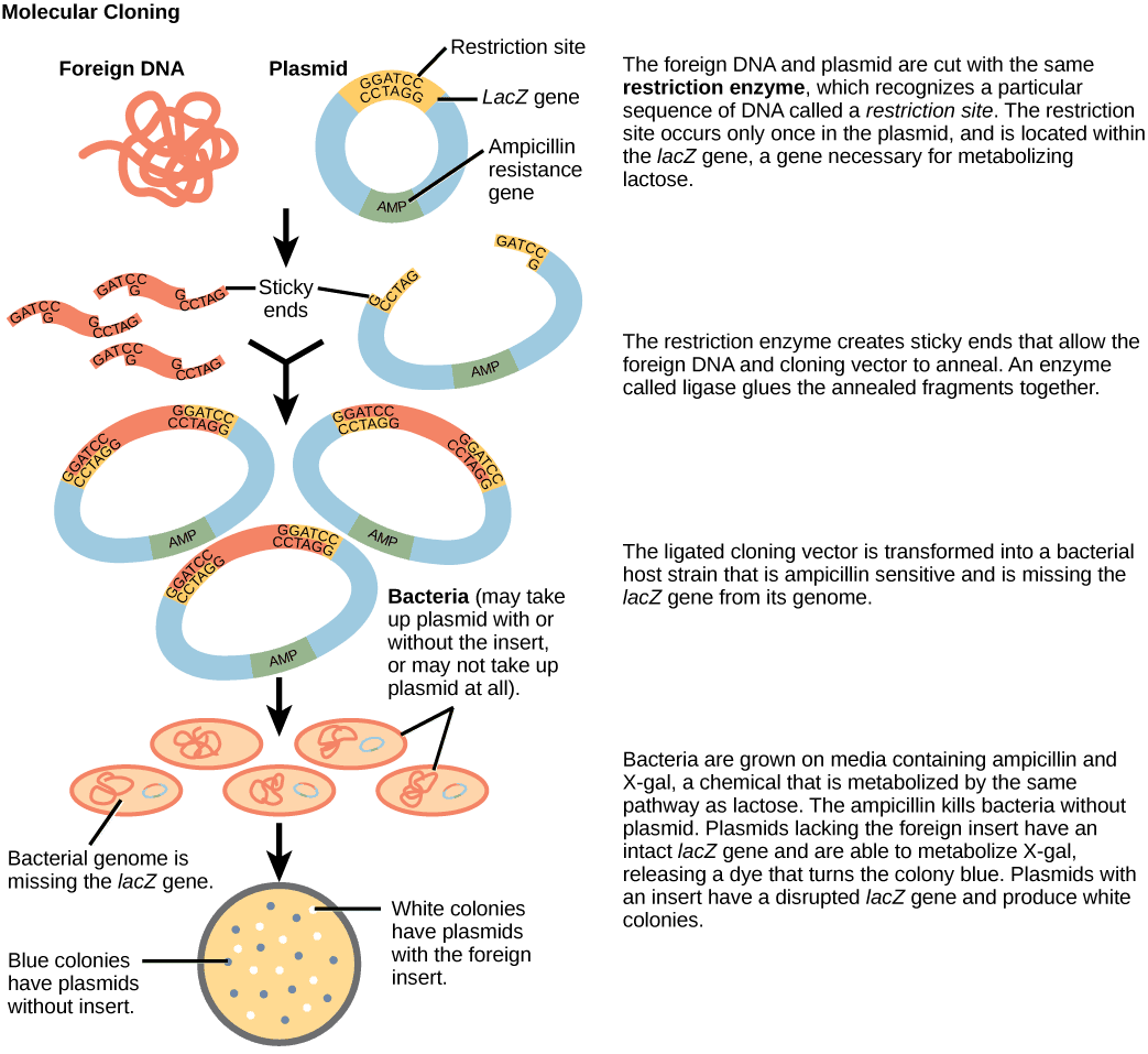 Restriction Enzymes and Cloning SimpleMed