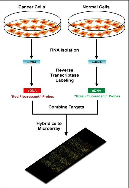 How a Microarray is Produced SimpleMed