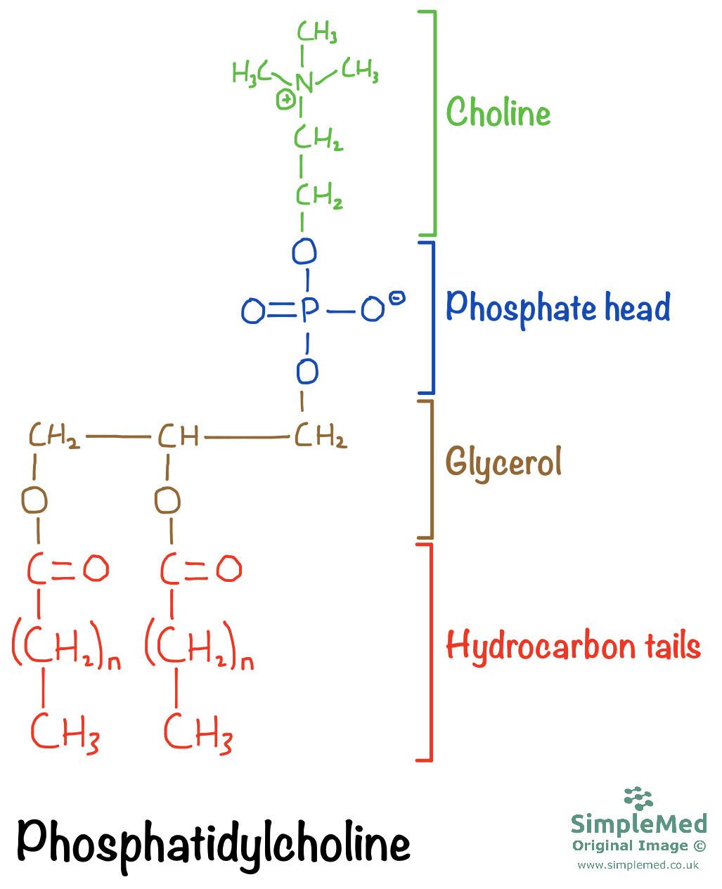 Chemical structure of a phospholipid - Phosphatidylcholine SimpleMed