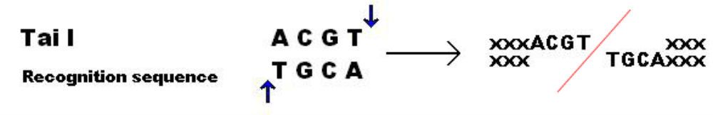 Tai I Restriction Enzyme SimpleMed