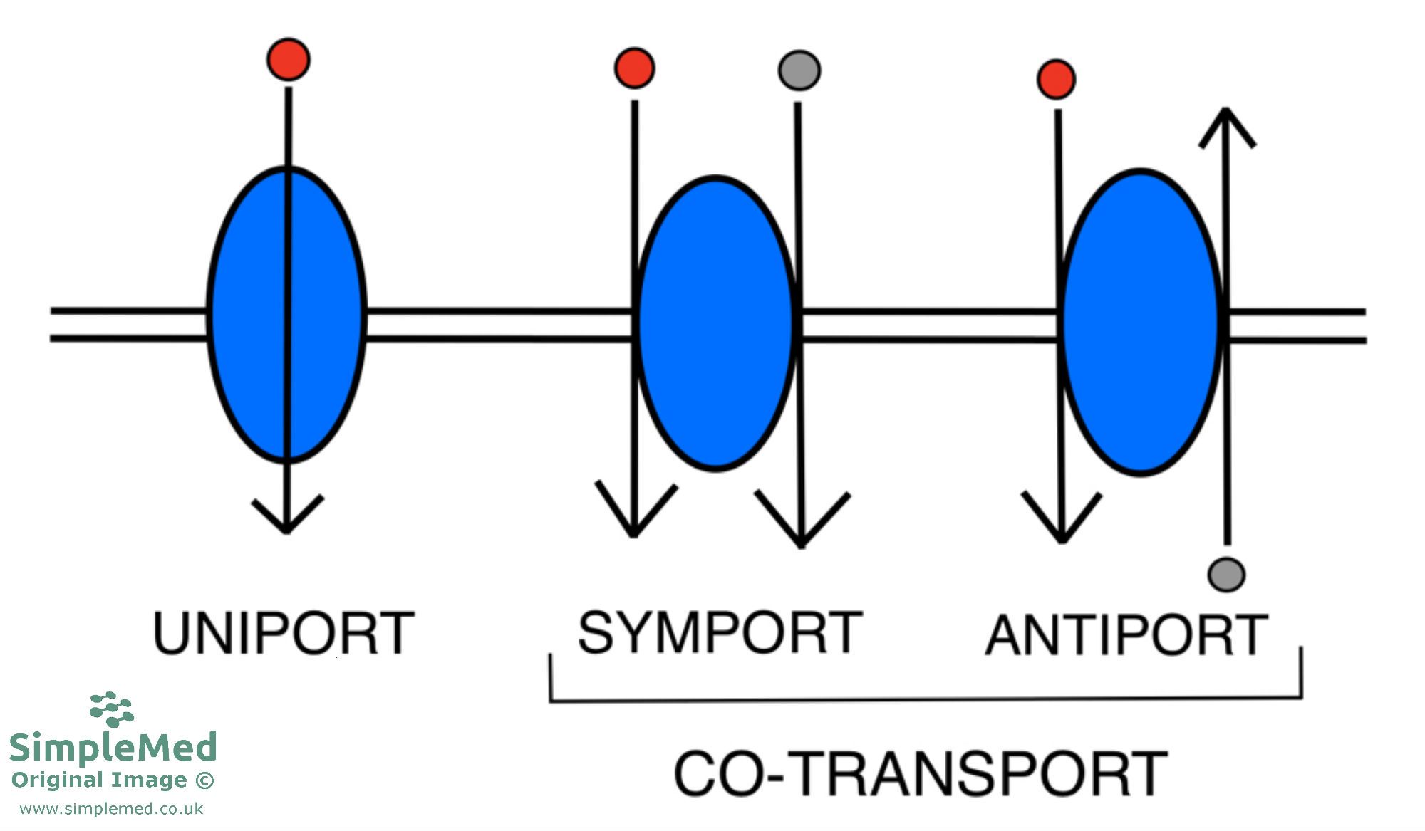 Type of Transporters Across The Cell Membrane SimpleMed