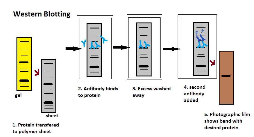 Western Blotting SimpleMed