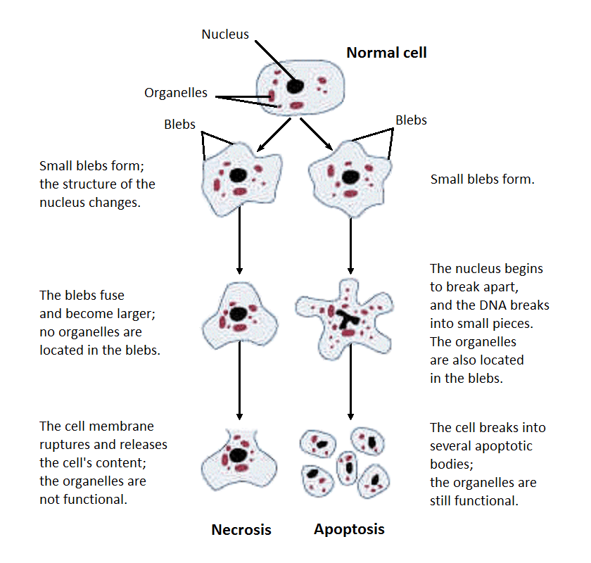 cell death diagram oncosis necrosis apoptosis SimpleMed