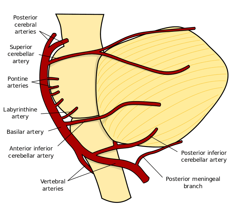 Cerebellar Arteries SimpleMed