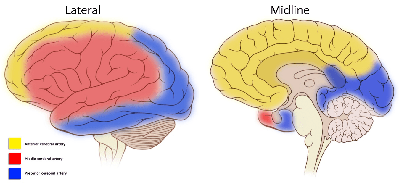 Cerebral Vascular Territories SimpleMed