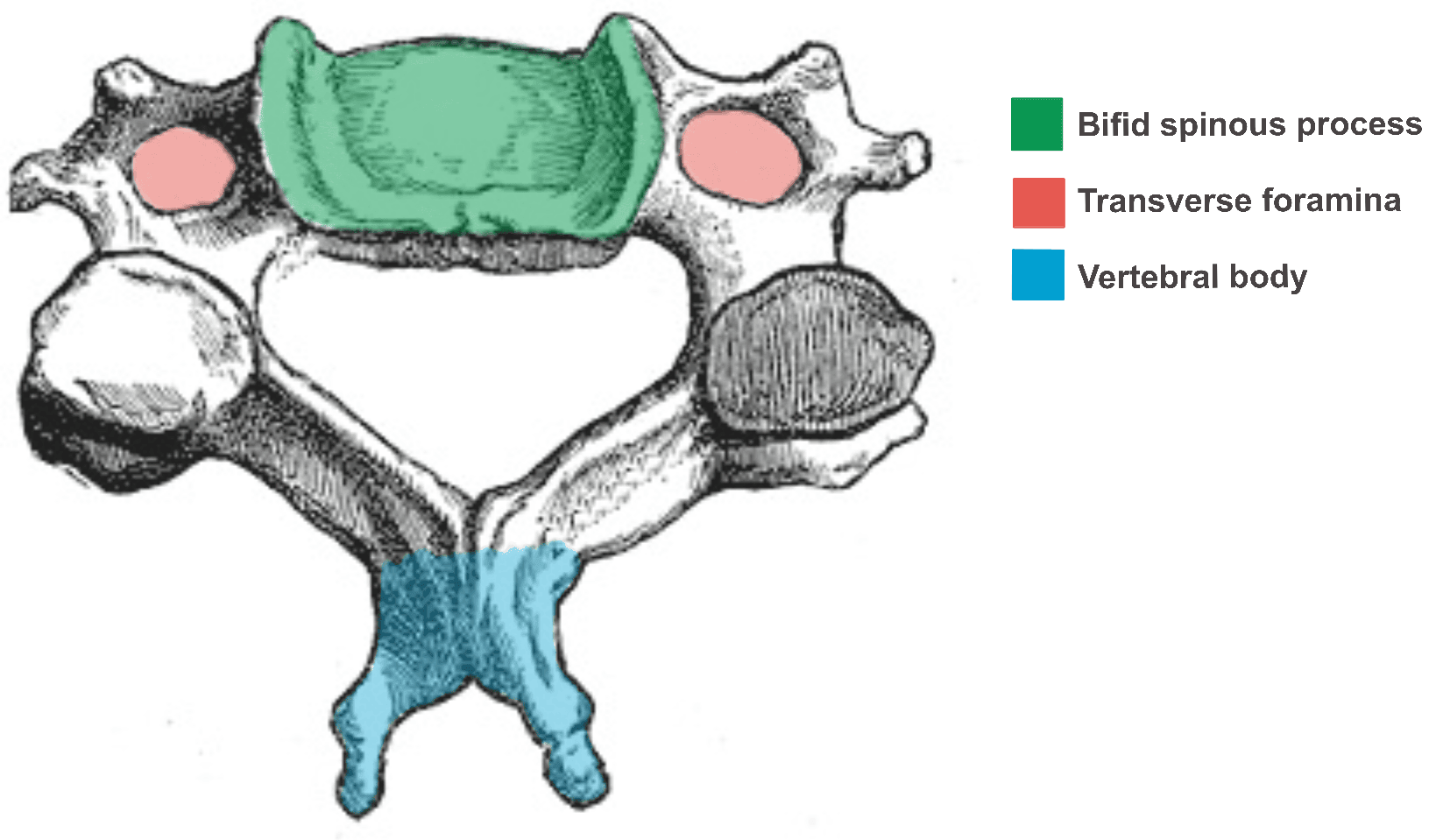 Cervical Vertebra SimpleMed