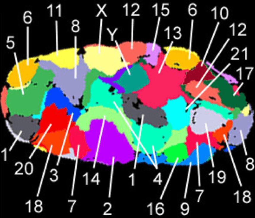 Chromosome Territories SimpleMed