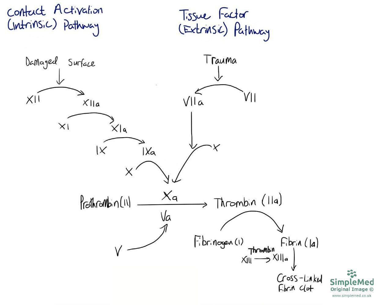 The Clotting Cascade SimpleMed