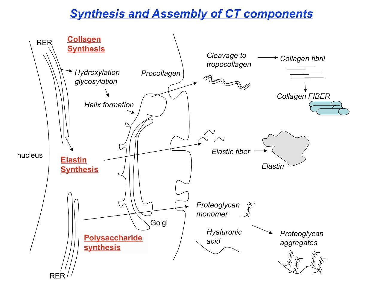 Collagen Synthesis and Post-Translational Modification SimpleMed