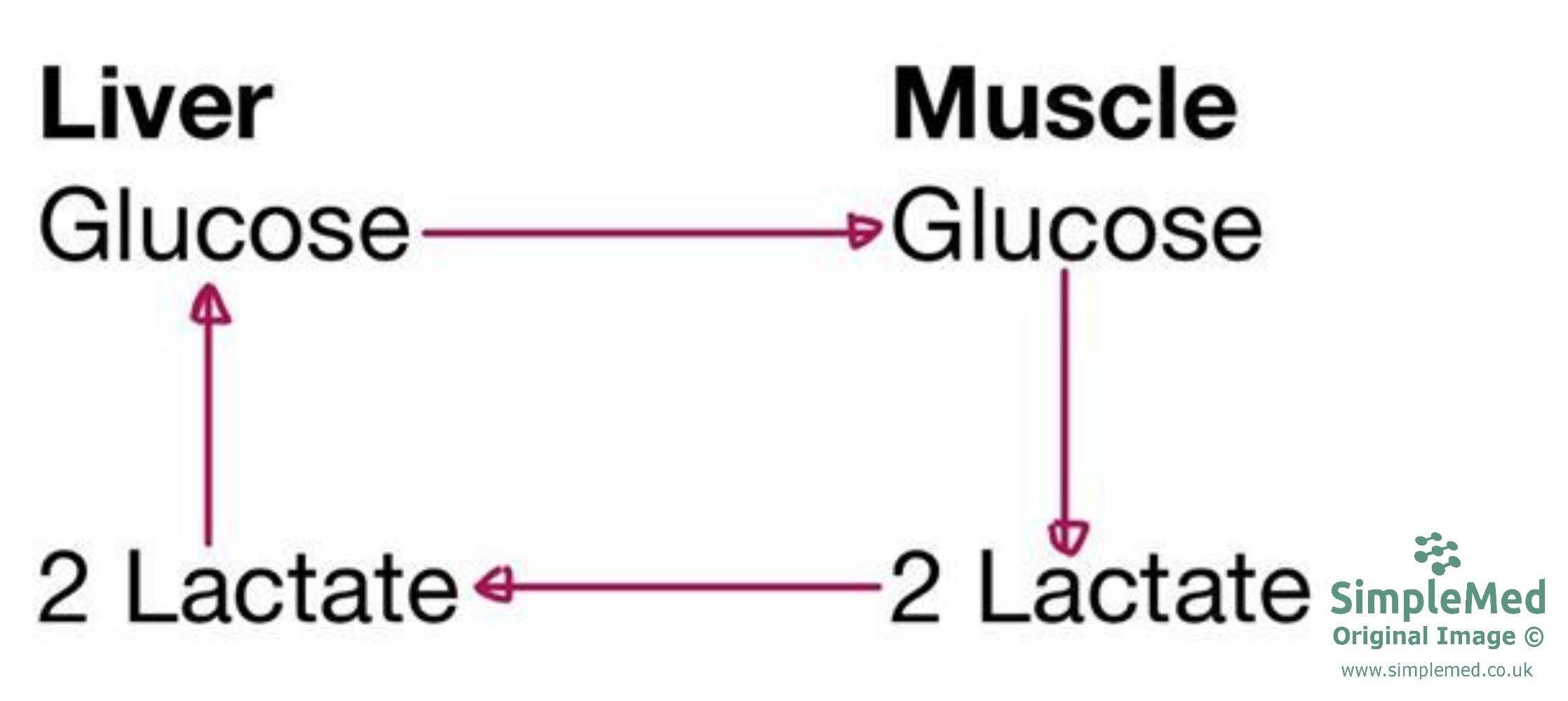 Cori Cycle Diagram SimpleMed