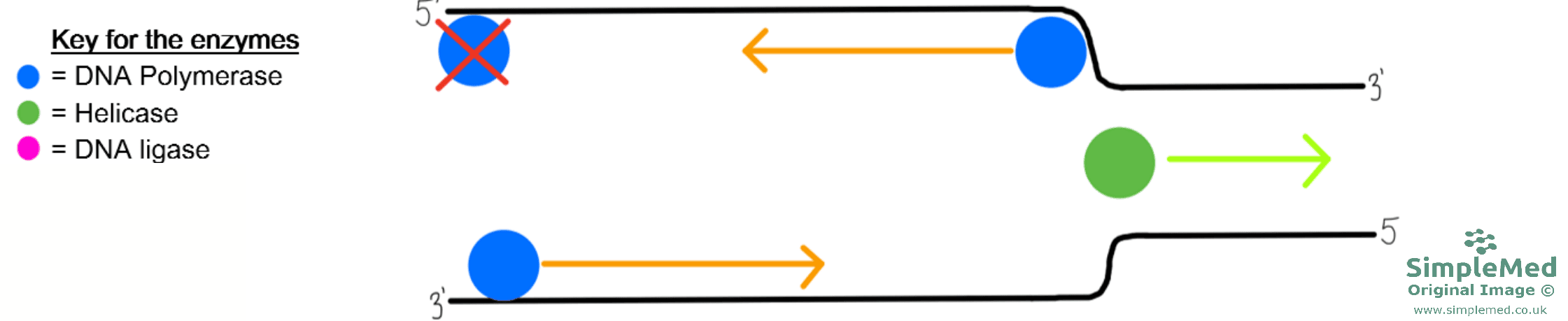 DNA Replication SimpleMed