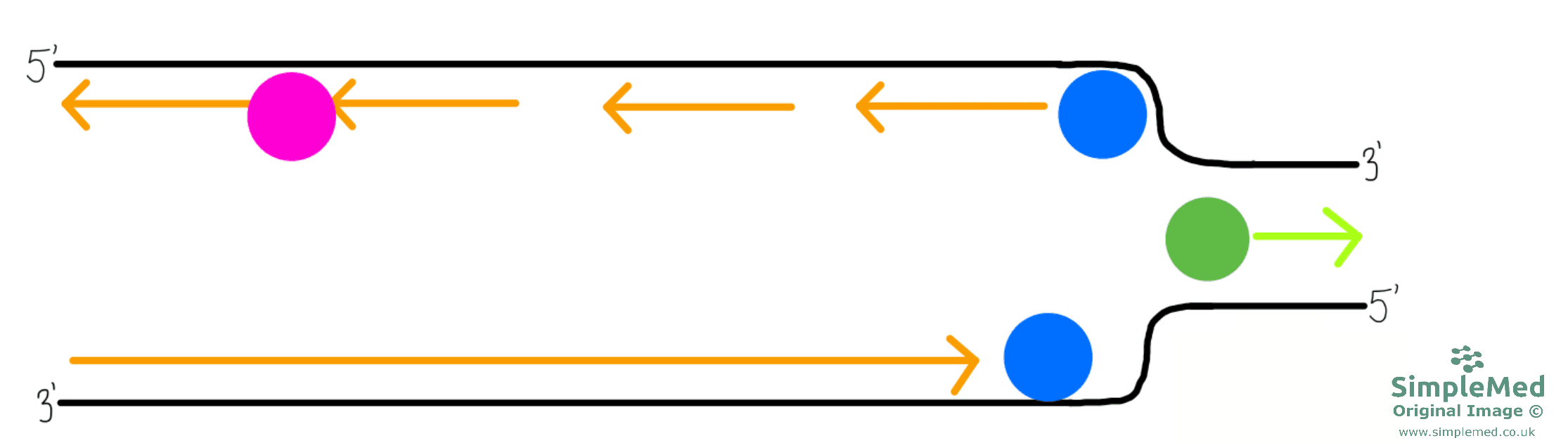 DNA Replication SimpleMed