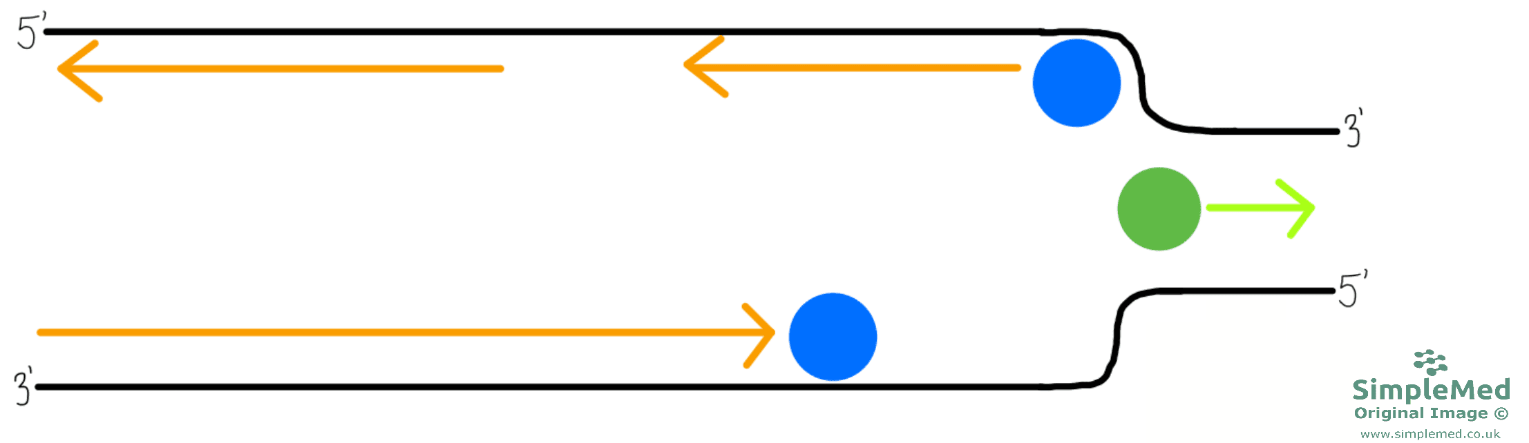 DNA Replication SimpleMed