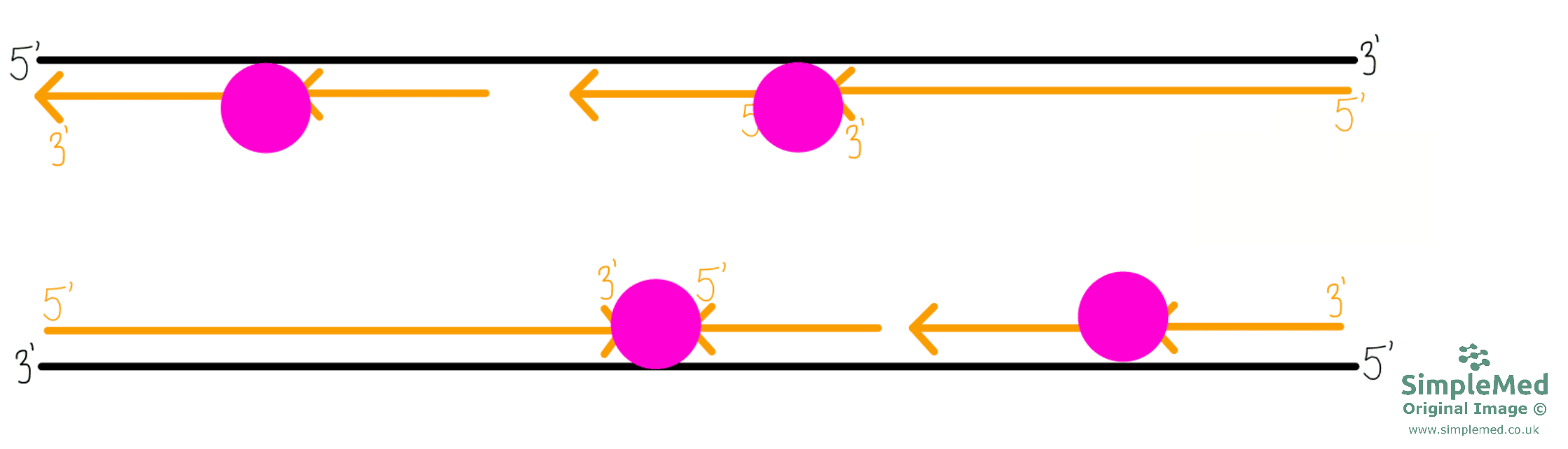 DNA Replication SimpleMed