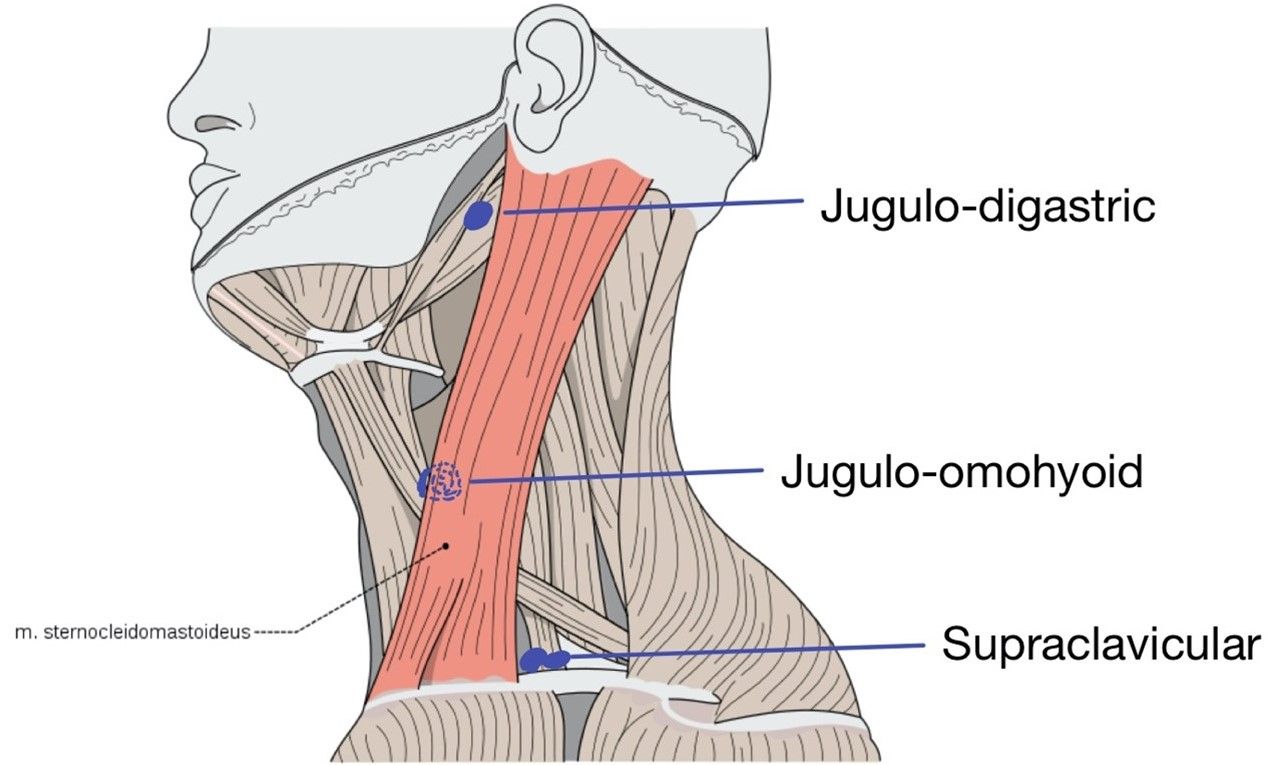 Deep Neck Lymph Nodes SimpleMed