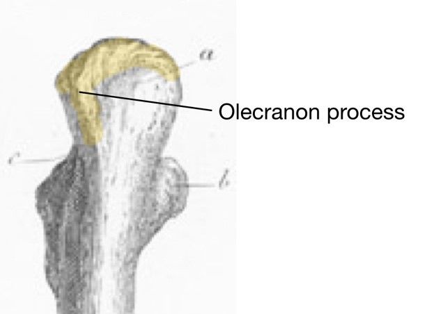 Distal Proximal Ulna Labelled Diagram SimpleMed