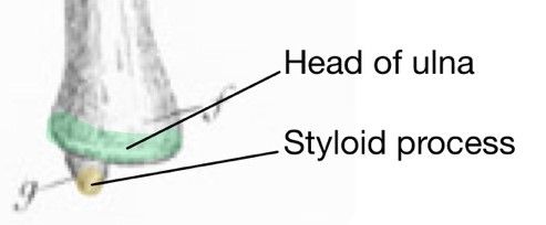 Distal Ulna Labelled Diagram SimpleMed