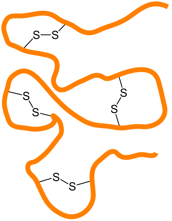 Polpeptide with Disulphide Bonds SimpleMed