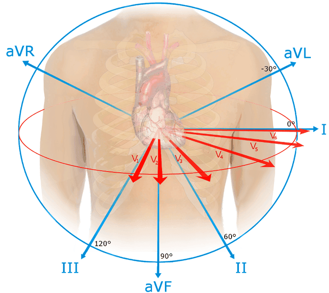 ECG views of the heart SimpleMed