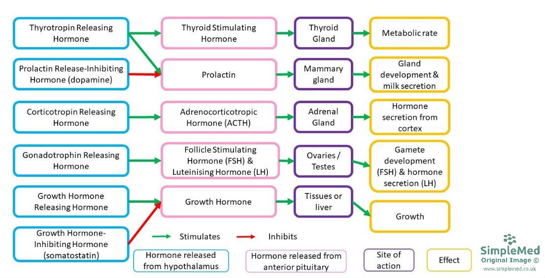 Hypothalmic Hormones SimpleMed