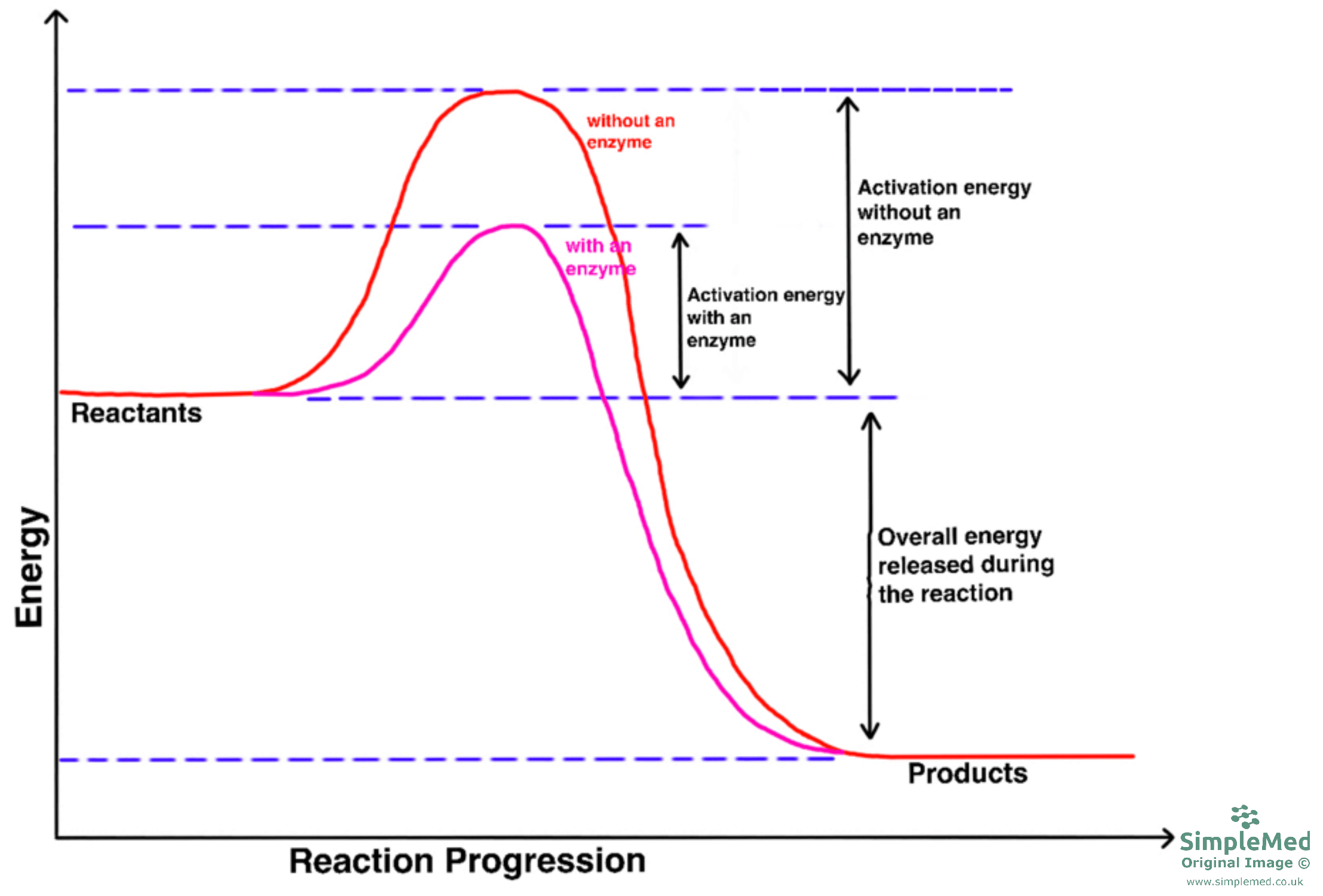 Graph of Enzymes and Activation Energy SimpleMed