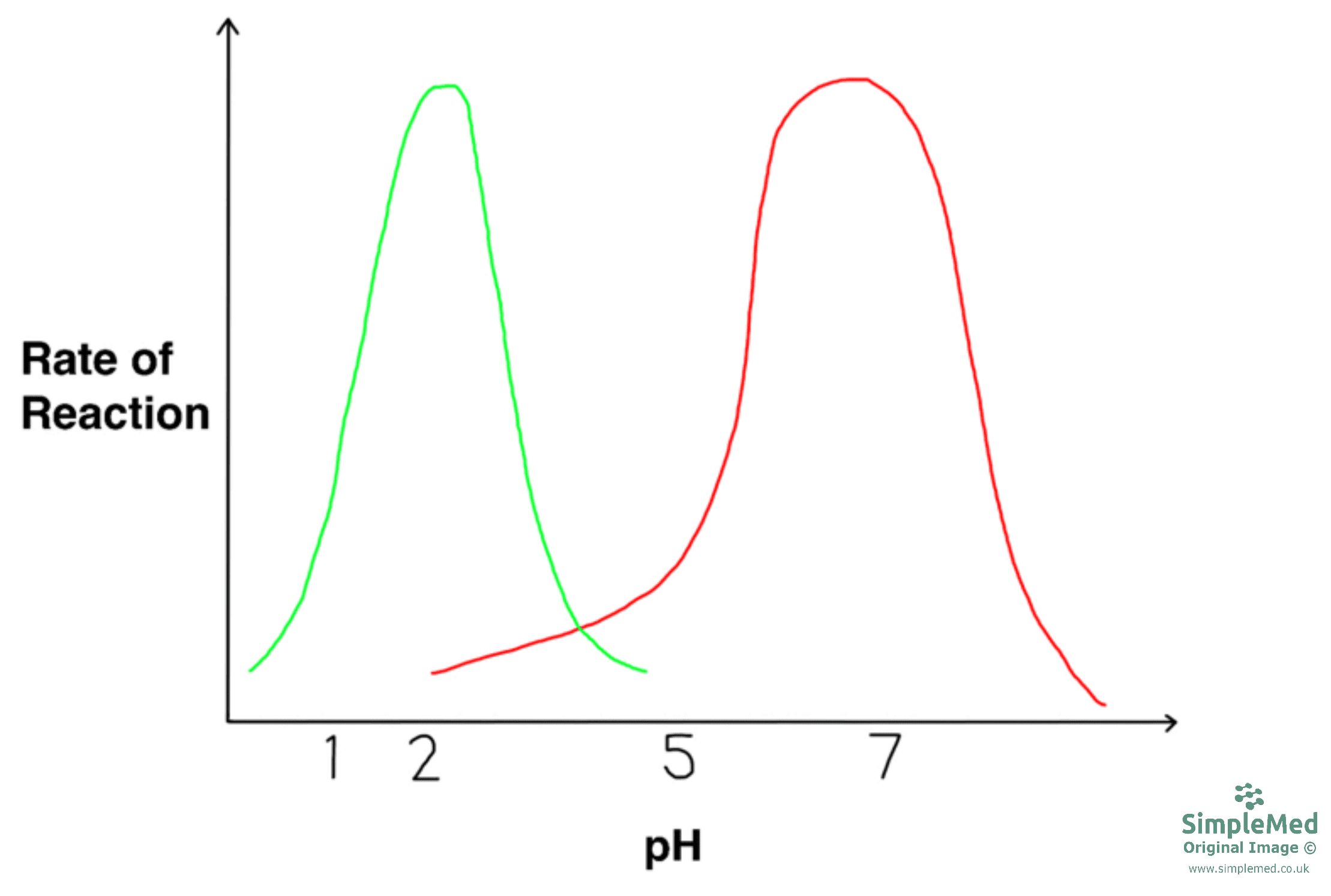 Enzyme Activity With Changes in pH Graph SimpleMed