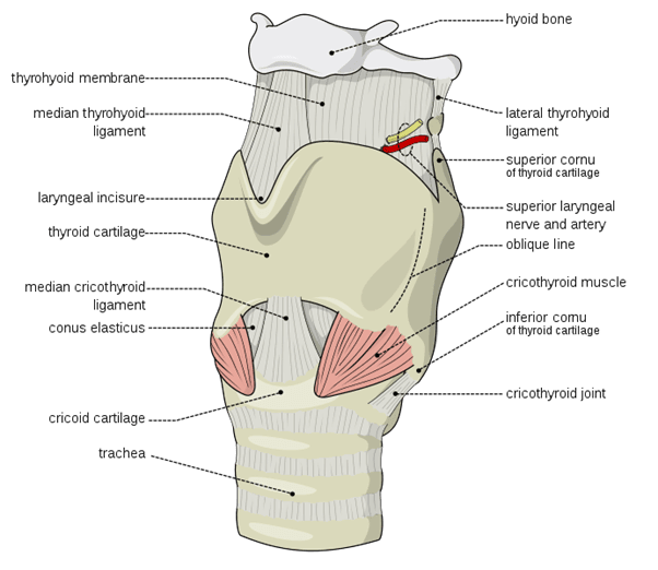 External Laryngeal Cartilages and Membranes SimpleMed