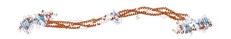 Fibrinogen Structure SimpleMed